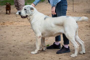 Handler demonstrating Central Asian Shepherd at a dog show