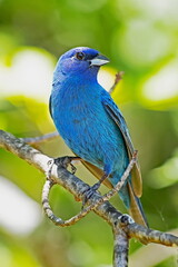 Indigo Bunting