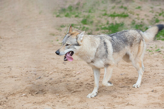 Czechoslovakian Wolfdog playing on a sandy field