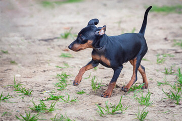 A dog of The Miniature Pinscher, the Zwergpinscher breed. Close-up on a walk in the sand