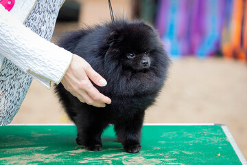 Little Pomeranian puppy at a dog show