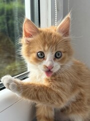 cat on the window