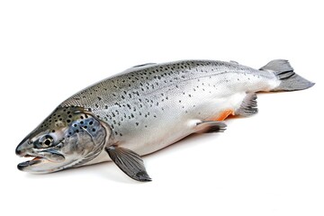 Naklejka premium A fish lying down on a white surface, great for food or decoration illustrations