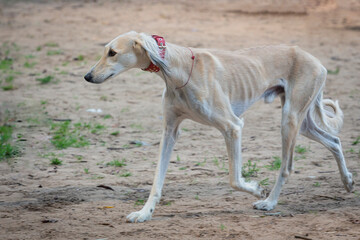 A Saluki dog plays in the park. dog in motion.