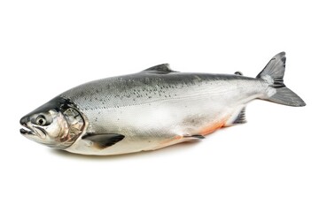 Obraz premium A fish lying on a white surface