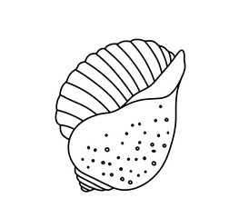 Vector isolated one single simple beautiful sea shell colorless black and white contour line easy drawing