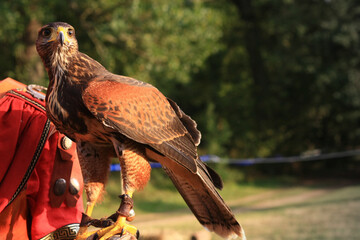 Buzzard looking at the horizon on a glove