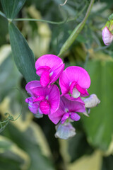 Obraz premium purple flowers in the garden