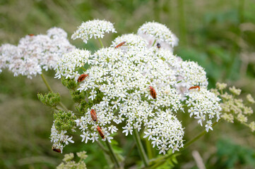 white delicate flowers with bugs