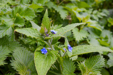 Leaves and blue flowers