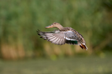 Northern shoveler (Spatula clypeata)