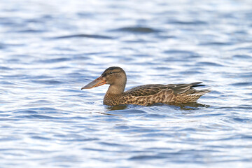 Northern shoveler (Spatula clypeata)