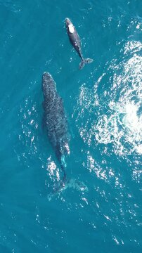 BALLENA JOROBADA CON CRIA