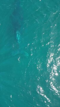 BALLENA JOROBADA CON CRIA