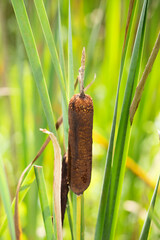 Close up of cattails, also known as bulrushes or reedmaces. browns and greens, the narrowleaf cattails in their natural wetland environment