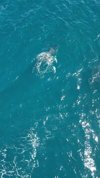 BALLENA JOROBADA CON CRIA