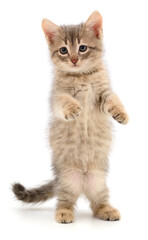 Kitten on white background.