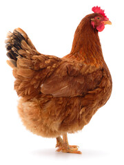 Brown hen isolated.