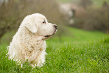 Goldenretriever schaut auf die Seite