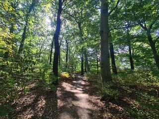 Path with sunlight in the Plänterwald Forest in Berlin Treptow