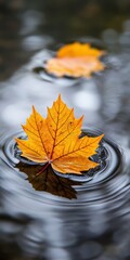 Autumn leaves floating on calm water during serene fall afternoon