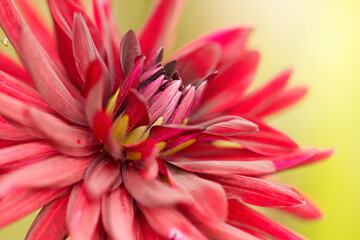 wine red dahlia, blossoms of a red dahlia, close-up of a dahlia, red flower with large blossoms