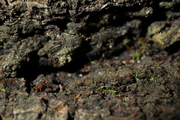 cave material rocky stone macro narrow focus close up view of edge cliffs textured surface with small ant creature