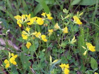 Lotus corniculatus grows among the grasses in the meadow