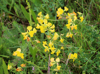 Lotus corniculatus grows among the grasses in the meadow