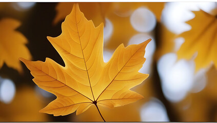 autumnal leaf texture white background