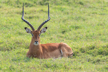 Impala in Africa