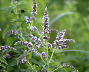 Long-leaved mint (Mentha longifolia) grows in nature