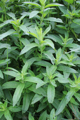 Long-leaved mint (Mentha longifolia) grows in nature