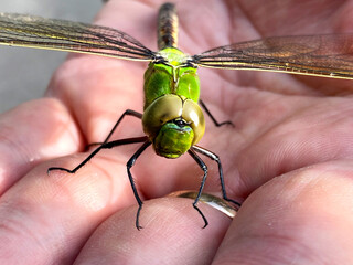 dragonfly on a hand