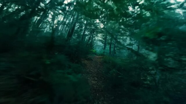 Flying over the thicket of the forest