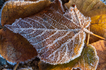 Obraz premium First frost, frost and hoarfrost. Early winter. Frozen leaf. Close up.