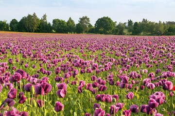 Flowering opium poppy field, papaver somniferum