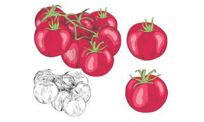 Tomato vegetable artwork for t shirt print, poster, sticker and other uses.