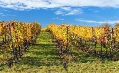 Naklejka premium vineyard, autumn in the vineyard yellow coloured