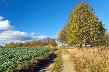 Naklejka premium Dirt road and utumnal colored trees, autumn landscape