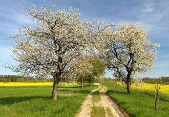 Obraz premium Alley flowering cherry trees dirt road field rapeseed