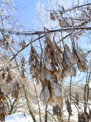 Airplane-shaped maple seeds on an icy tree in winter