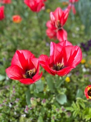 red poppy flowers
