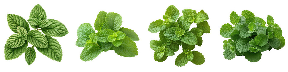 Lemon Balm - Citrusy and soothing herb Isolated on Clear White Background Highly Detailed 