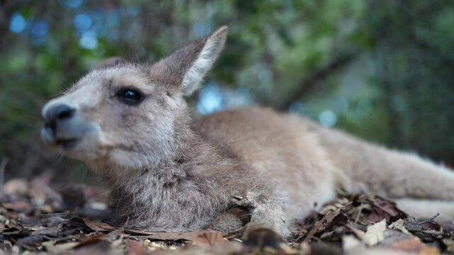 Beautiful kangaroo in the Australian bush, in the blue mountains, nsw. Australian wildlife in a national park in Australia. 