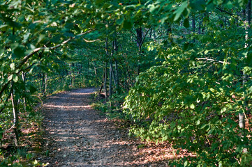 Amazing forest path in the park. Walk in the forest. Hiking in the mountains.