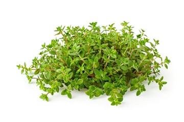 Obraz premium A pile of fresh thyme on a white surface, perfect for cooking or decoration