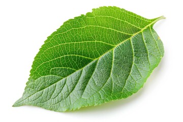 Obraz premium A detailed view of a single leaf on a white background