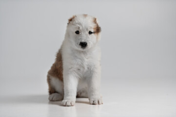 A little cute Central Asian Shepherd puppy portrait at grey background
