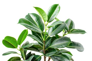 A detailed view of a plant with lush green leaves, ideal for nature or science illustrations